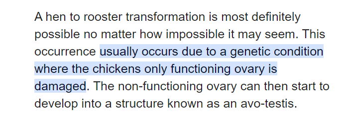 Just found out something i teresting, trans roosters :D now terfs cant say "it's not natural" YES IT FUCKING IS