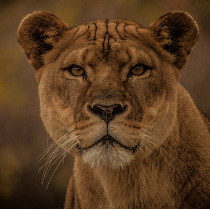 A Focused Lioness ~Nairobi, Kenya #photography #photooftheday #mammals #photograph #nature #lion #lions #GilbertKingElisa #natureza #focus #focus #cats #OutdoorAdventures #color #bigcats #wildlifephotography #trees #leaves #colourphotography #lioness #colorphotography…