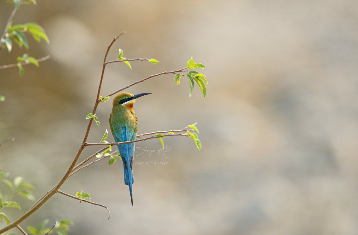 Blue tailed bee-eater.
#indiAves #birdwatching #photography