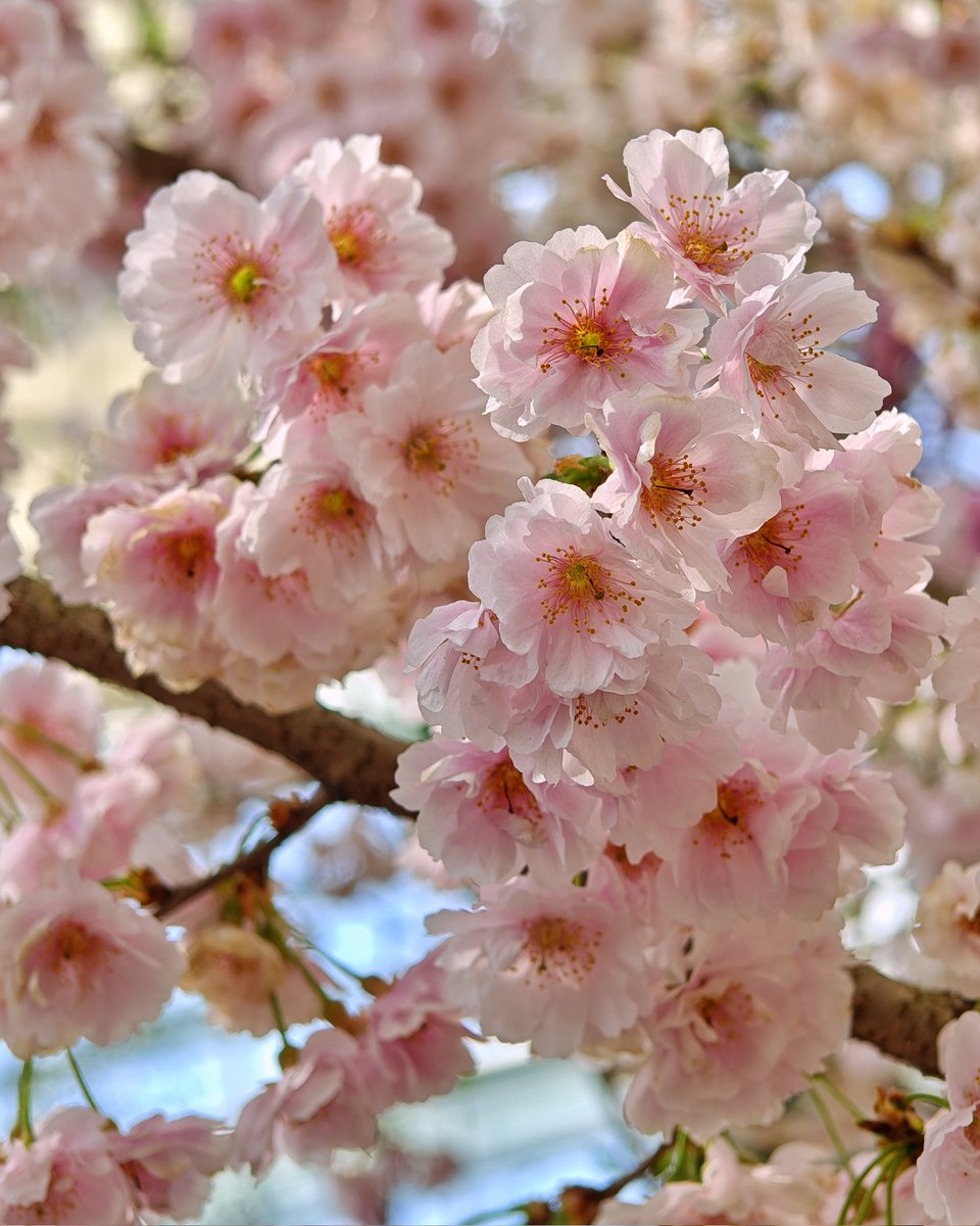 yeantotravel's tweet photo. Pretty in pink 🩷
#springinbloom
#shotonsnapdragon
#shotonoppo
#oppofindx7pro https://t.co/FrjMqWlDx9