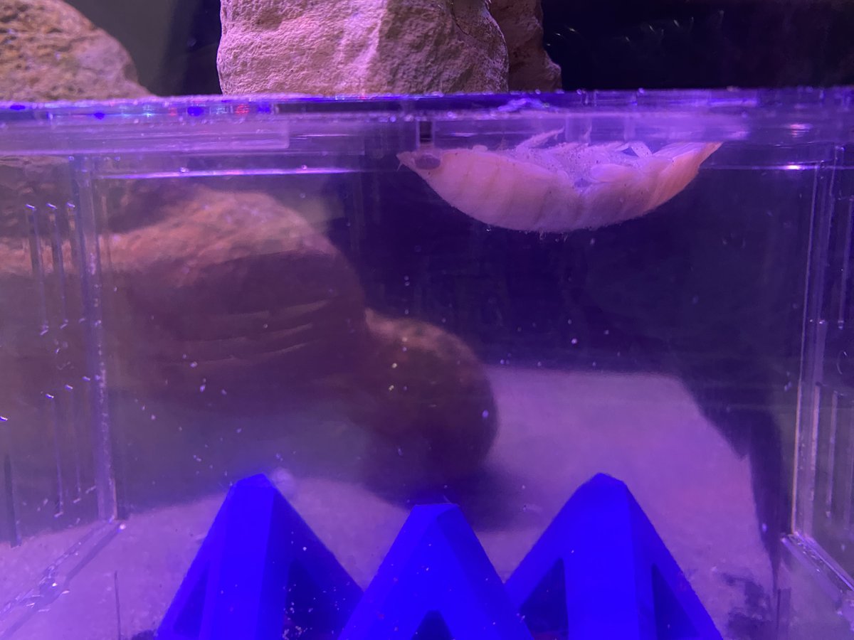 【公式】鳥取県立とっとり賀露かにっこ館🦀 tweet media