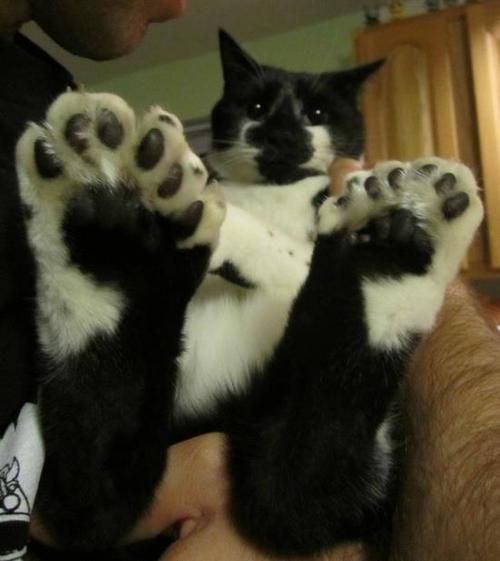 When you have way too many toe beans to count. 😹😘😹😘 #NationalBeanCounterDay #CatsOfTwitter #Polydactyl @ThePhilosopurr @GeneralCattis @HarryCatPurrs @RealCatFanatic9 @LuminousNumino1 @TERRYW_UK @PeterRABBIT67 @briano29 @eliznoelle @EringoB02429272 @lymeist