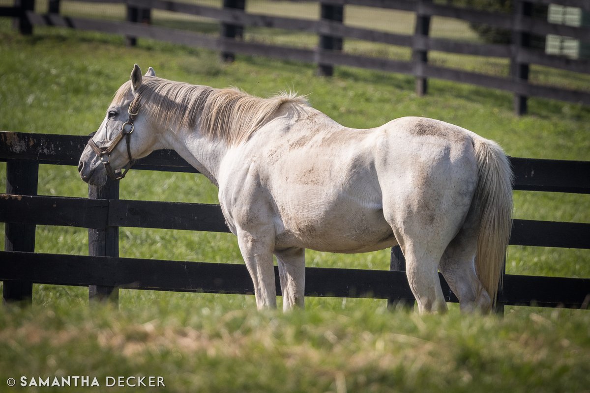 I was saddened to learn of the passing of Even the Score at @Oldfriendsfarm.