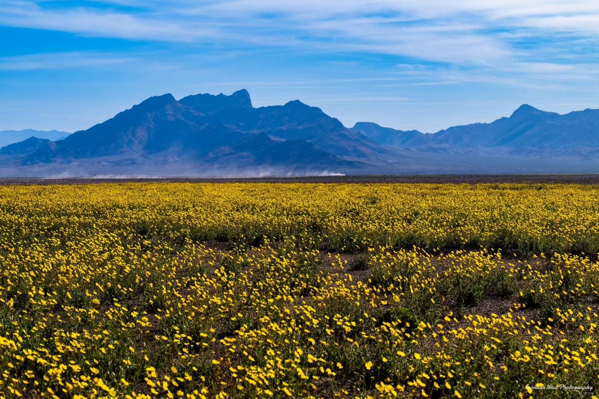 🎵 “Look at the ✨ flowers. ✨ Look how they ✨ bloom ✨ for you. And everything you do. Yeah, they were all yellow.” — @coldplay� 🌼 💛 📍 : Amargosa Valley 📸 : Frontier West Photography on IG