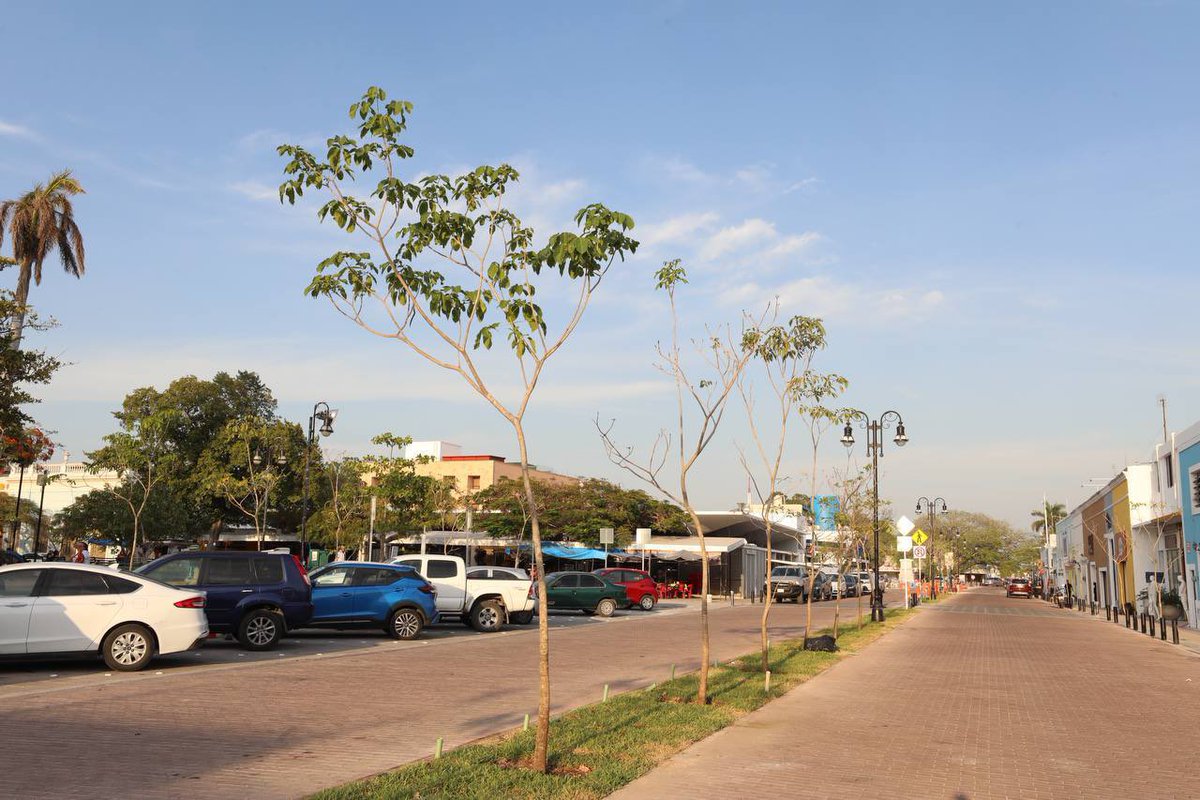 MauVila's tweet photo. ¡UN MILLÓN DE ÁRBOLES POR UN #YUCATÁN MÁS VERDE! 
 
Les informo que sembramos el árbol 🌳 un millón de la estrategia #ArborizandoYucatán en el Corredor Turístico Gastronómico de la calle 60 y 47, superando la meta establecida al inicio de nuestra administración de plantar 600 mil árboles en todo nuestro estado y fomentando la educación ambiental como servicio educativo para lograr un #Yucatán más sustentable.