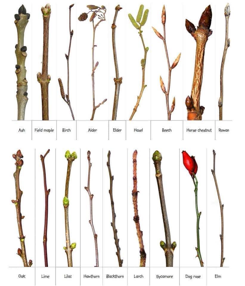 GreatLakesFungi's tweet photo. Know your buds this spring 👇🏼 https://t.co/VeE1Kh6ttl