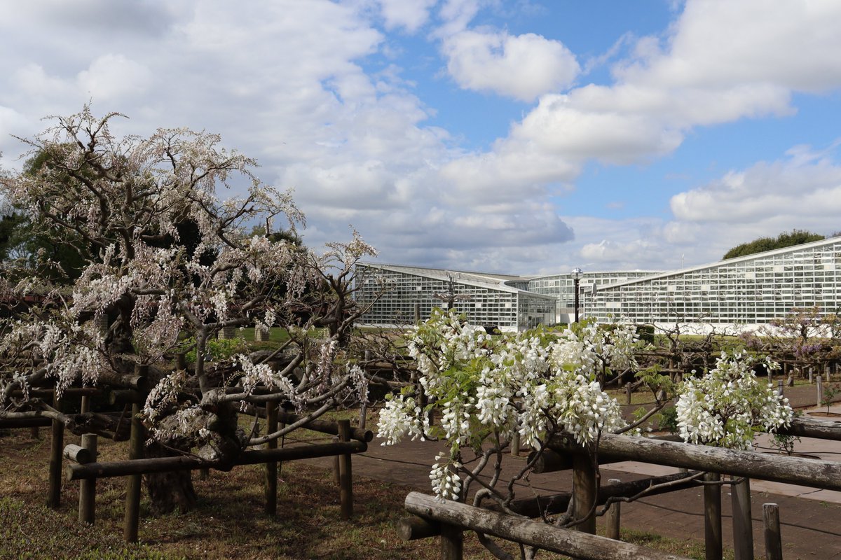 ふじ園では櫓仕立ての ＃フジ の開花が進んできました。写真左の麝香藤(じゃこうふじ)は香りの強い品種ですので、周辺が甘い香りに包まれています。
Early blooming wisterias started to bloom. (広報係)
#神代植物公園 ＃藤 ＃botanicalgarden ＃Jindaibotanicalgardens
▽Wisteria floribunda