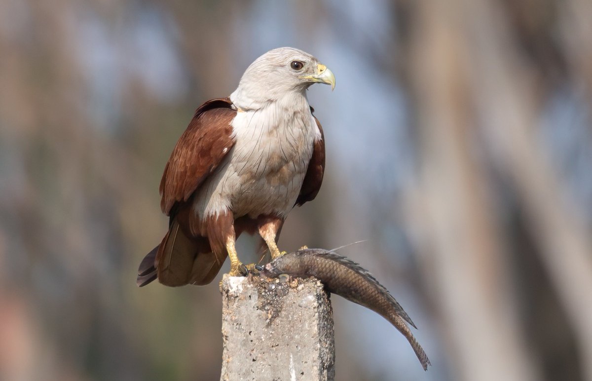 A Brahminy Kite indulging in a fishy delight, proving that breakfast at Hoskote lake is always a catch! #IndiAves