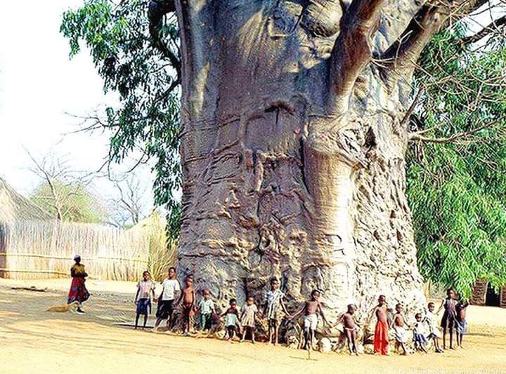 L'albero di Baobab in Sud Africa vecchio di 2000 anni, conosciuto come l'albero della vita.