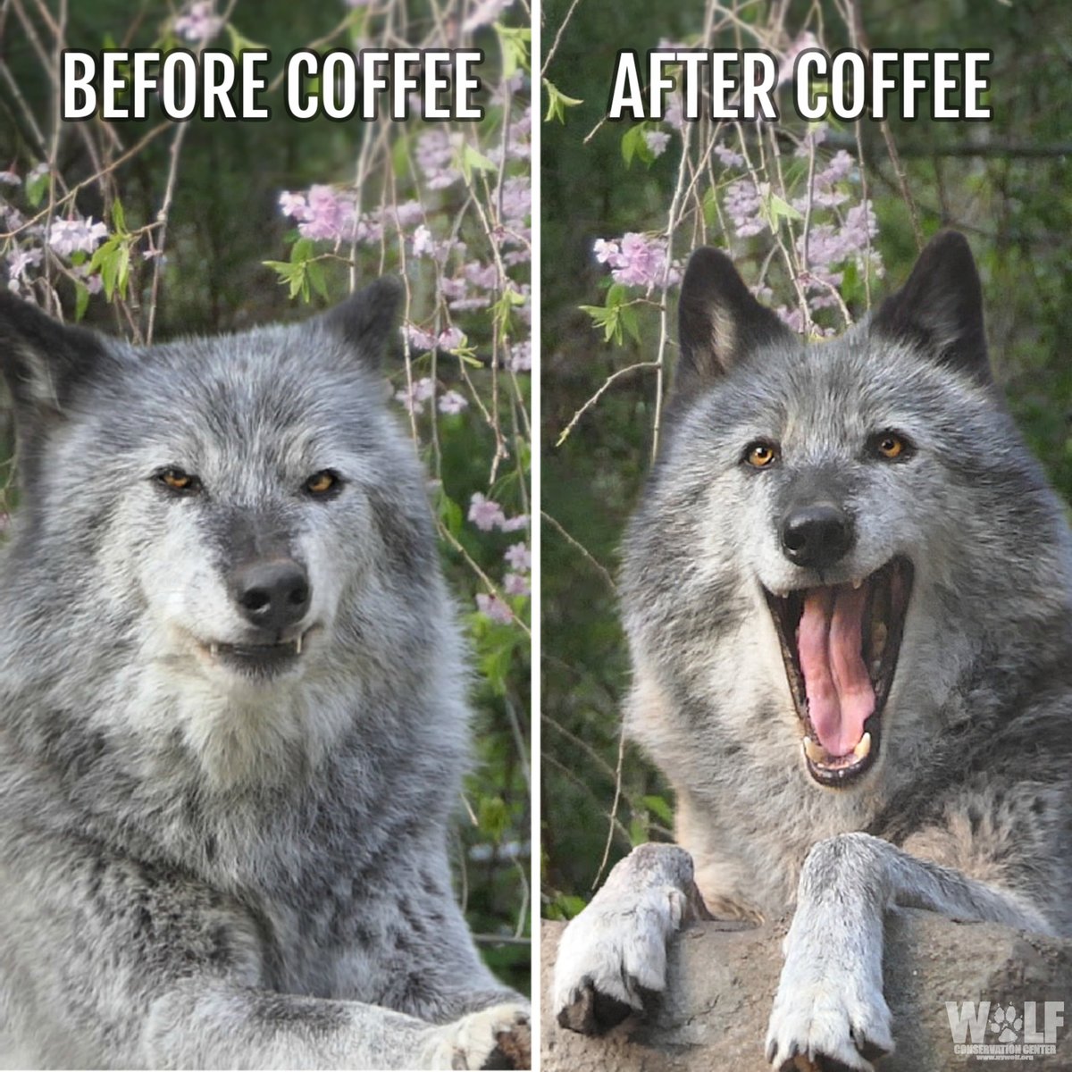 Wolves are essential. So is coffee 😉