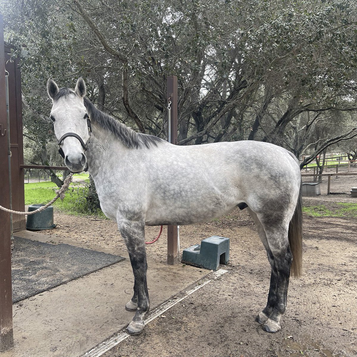Marisa felt an immediate connection when she first rode Jonny Be Bueno at Redwings Horse Sanctuary. From their initial encounter, she sensed his special nature & eagerness to communicate through subtle cues. Read their story: thoroughbredaftercare.org/jonny-be-bueno/ @RedwingsHS @CARMAcares