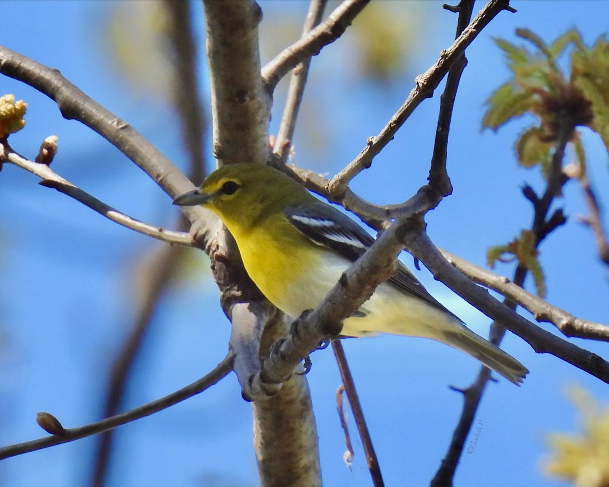 #YellowthroatedVireo seen today 04/16/24 @GreenWoodHF @BirdBrklyn