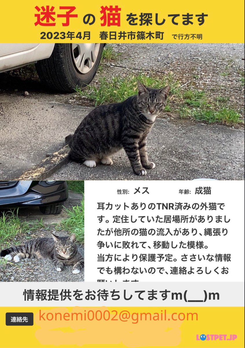 春日井市篠木町
この子探してます。

TNR済の飼い主のいない外猫ですが、行方不明。
見つかり次第、当方により保護予定。#猫捜索　#春日井市篠木町　

ささいな情報でかまいません。情報が頼りですので、どうぞよろしくお願いします。
#キジ白猫  #左耳カット #拡散RT希望