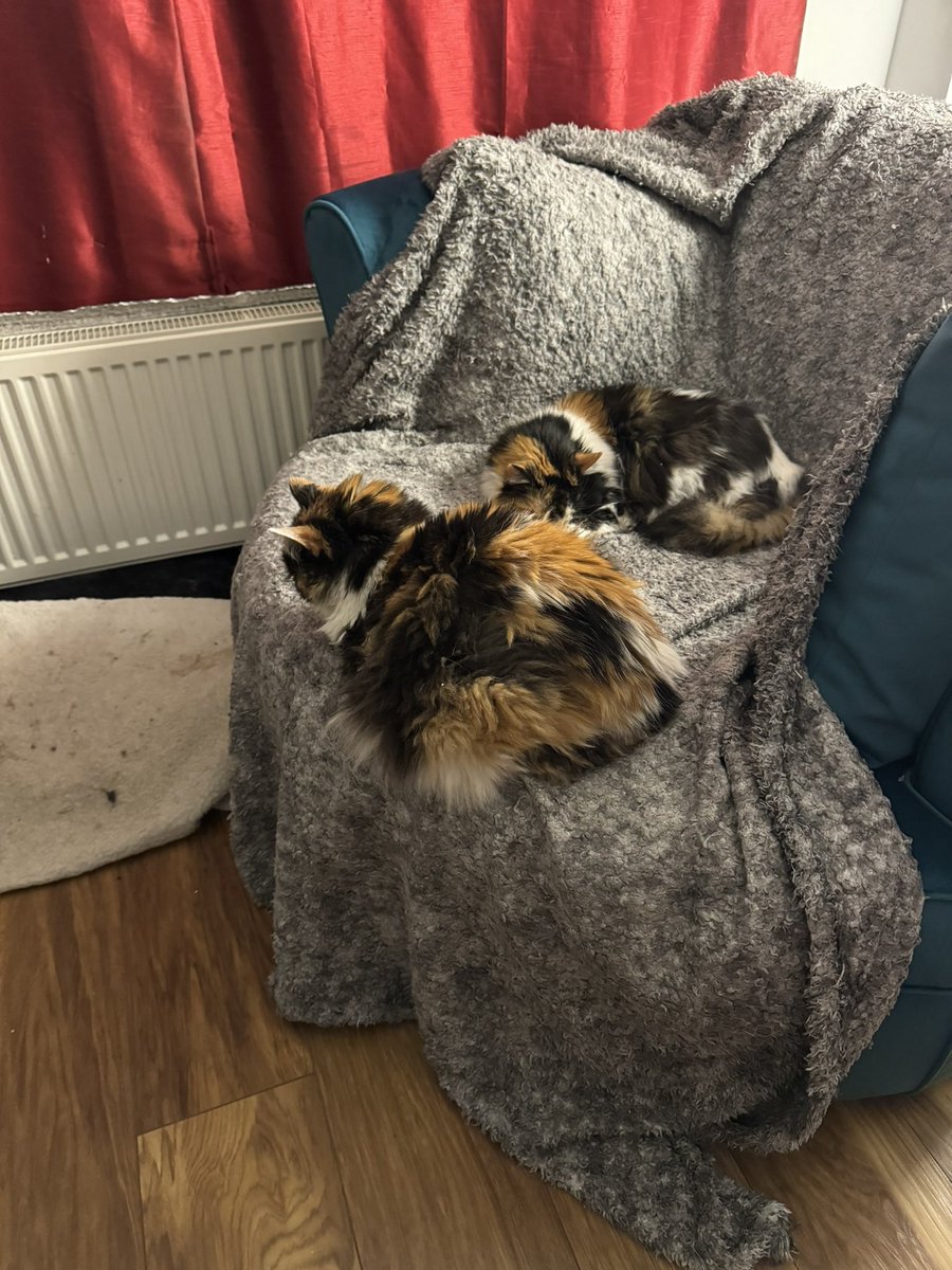 Good morning everyone 👋 The girls are enjoying the new seat together 😊 Love, hugs and purrs to you all 🤍🖤🧡🕊️