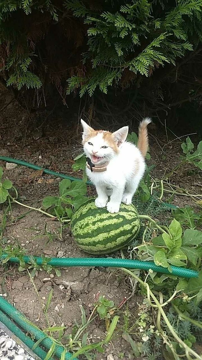 farmer cat