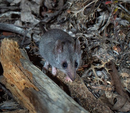 For this week’s #WildlifeWednesday: the Kangaroo Island Dunnart (Sminthopsis fuliginosa aitkeni). Currently listed as endangered under the EPBC Act, this carnivorous marsupial was severely affected by the 2019/2020 fires, which burned most of its habitat. Pic: Brad Leue/AWC.