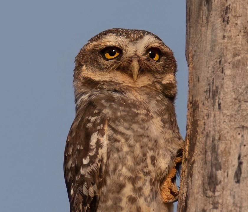 I found these human expressions in a spotted owlet: first terror, then anger, finally a smug flicker in its gaze. #IndiAves