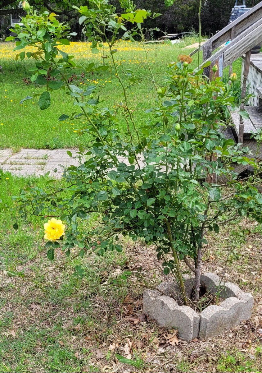 Who needs roses? She's loaded with blooms. Yellow roses.... #texasgirl that's why I'm Texasthorn #myhappyplace