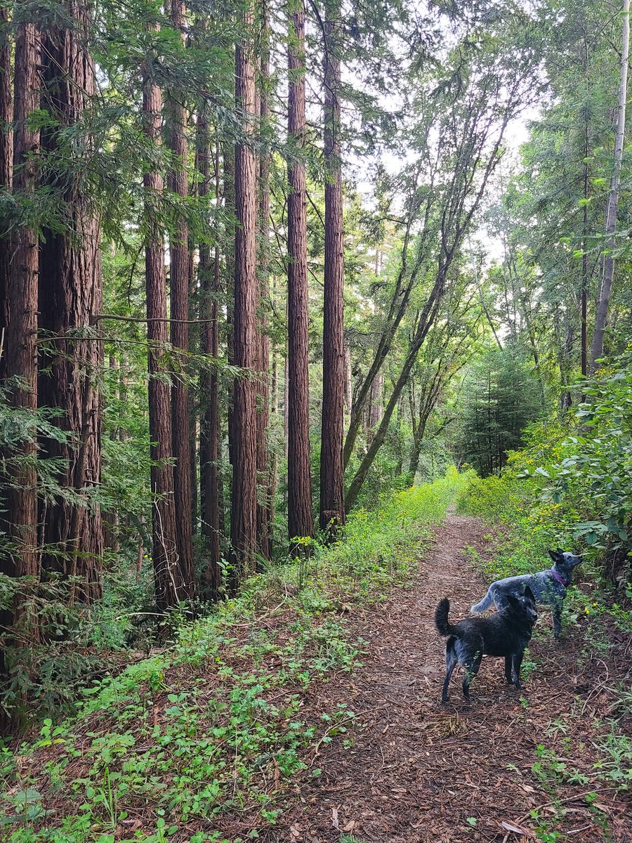 Claus Enevoldsen tweet media