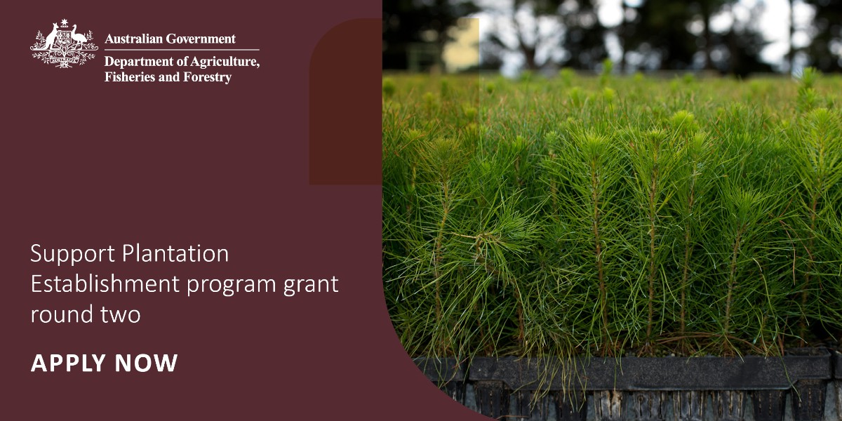 Are you a private, First Nations or farm forestry business interested in establishing a new long-rotation plantation? Applications for round two of the Support Plantation Establishment program are now open. 👉 Find out more and apply here: brnw.ch/21wISQK