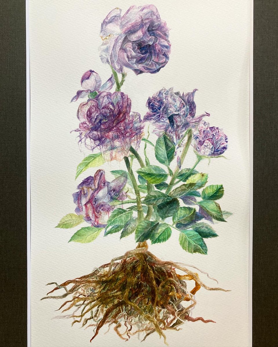 piy00000n's tweet photo. gallery hydrangea企画公募グループ展
『 Silent Science 』
先週日曜で会期終了しました ありがとうございました!
展示風景は頂いた画像です
#gallery_hydrangea #公募展 #silentscience
#art #drawing #illustration #watercolor #アート #イラスト #絵 #透明水彩 https://t.co/gZAV1cq6qV