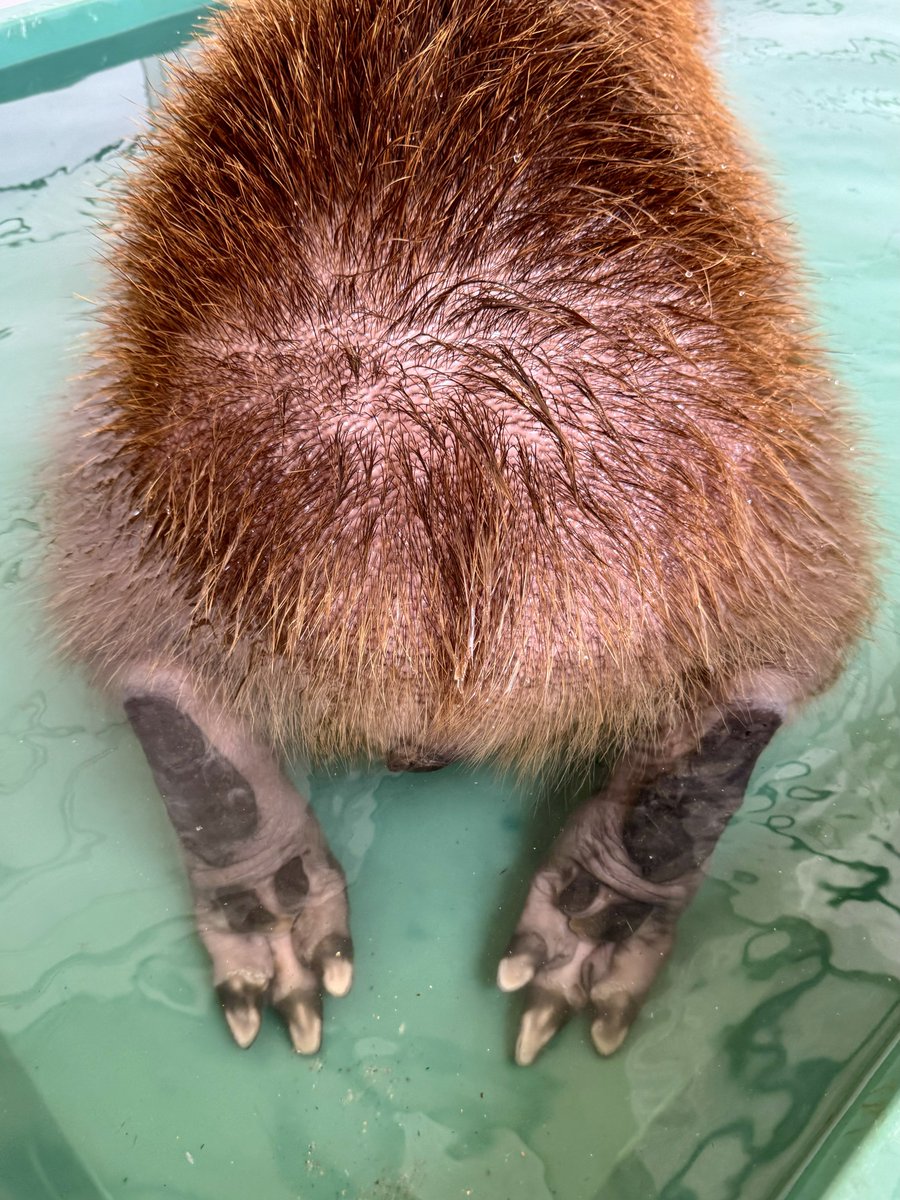 ▔▔▔▔

ぷりけつ  ʕ•͡ω•ʔ

#マロン #マロン姫 #カピバラ #capybara