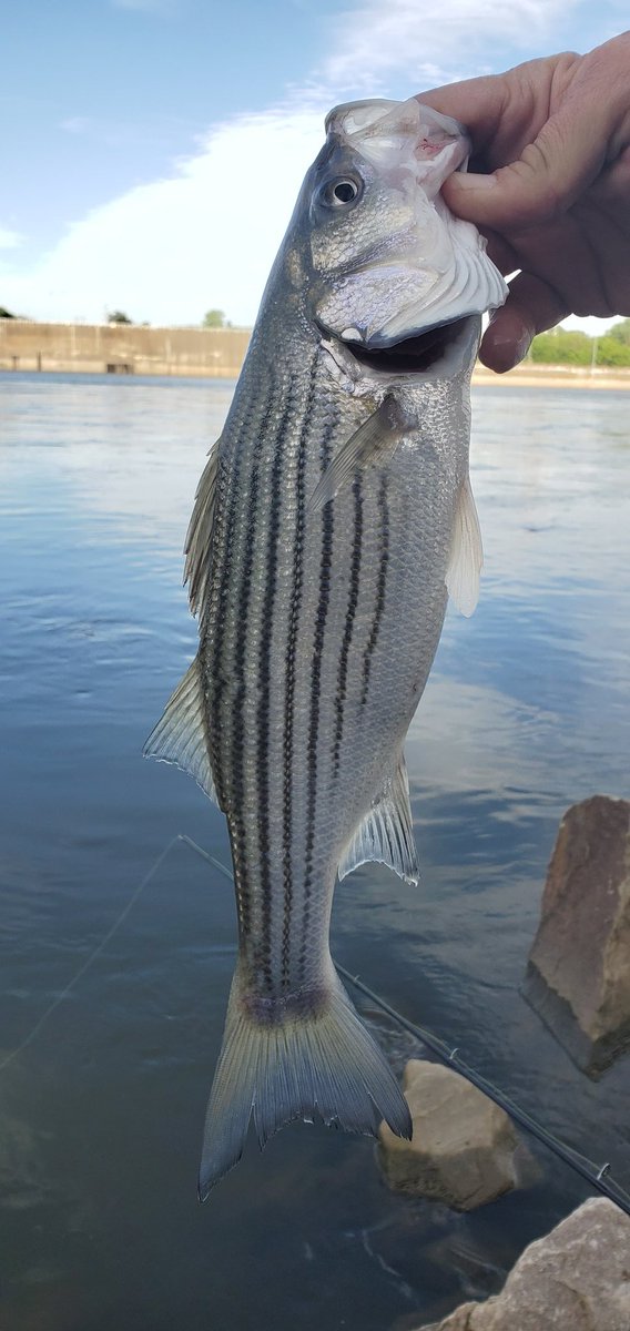 wisd0m's tweet photo. #FishinOK https://t.co/FB9EOynXpN