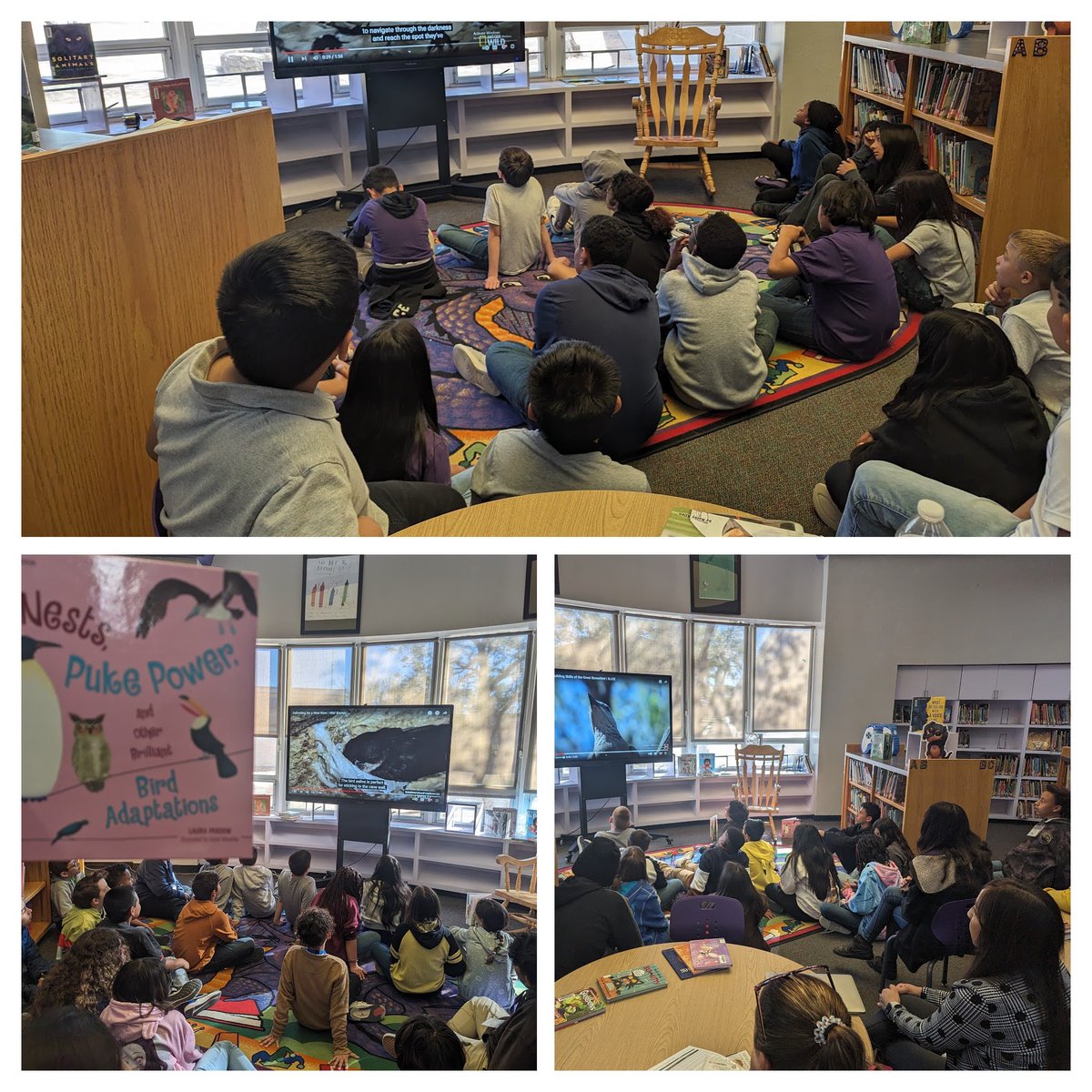 Had a couple of 5th grade classes stop by today before the big science test tomorrow! We read a bit on some weird bird adaptations and we watched a few videos of a couple of the birds in action! Good luck tomorrow 5th graders!