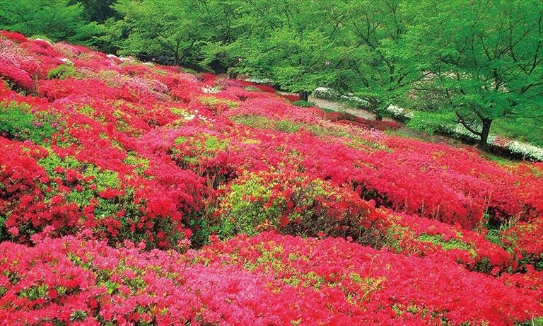 熊本県山鹿市「日輪寺のツツジ」💖

日輪寺には3種類のツツジが植えられており、それぞれの開花時期が違うため長期間ツツジが楽しめます☺️
また、長い歴史を持つお寺であるため境内では多くの史跡を見ることも👀❗️

この機会に「日輪寺」の春らしい景色の中ゆっくりと散策してみてはいかがでしょうか❓