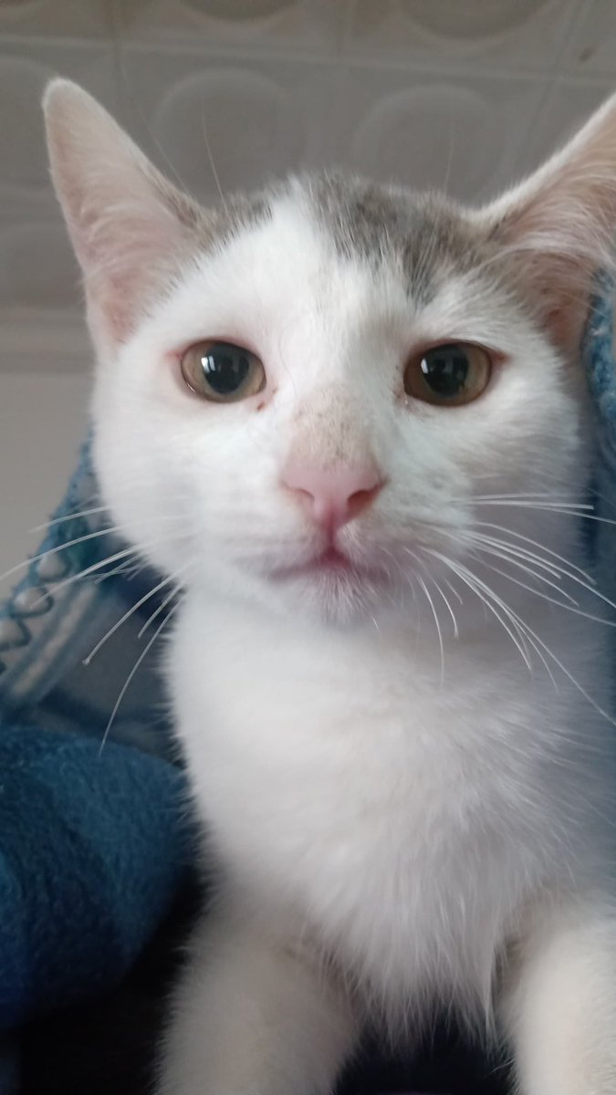 💕Ella es FRIDA💕
Es una gatita super tranquila y amorosa! Cuando la rescatamos estaba muy asustada y desconfiada, pero hoy ya está super comoda y familiera🥰
Si estas buscando una gatita que se lleve bien con otros animales, que sea compañera y q le guste jugar Frida es para vos