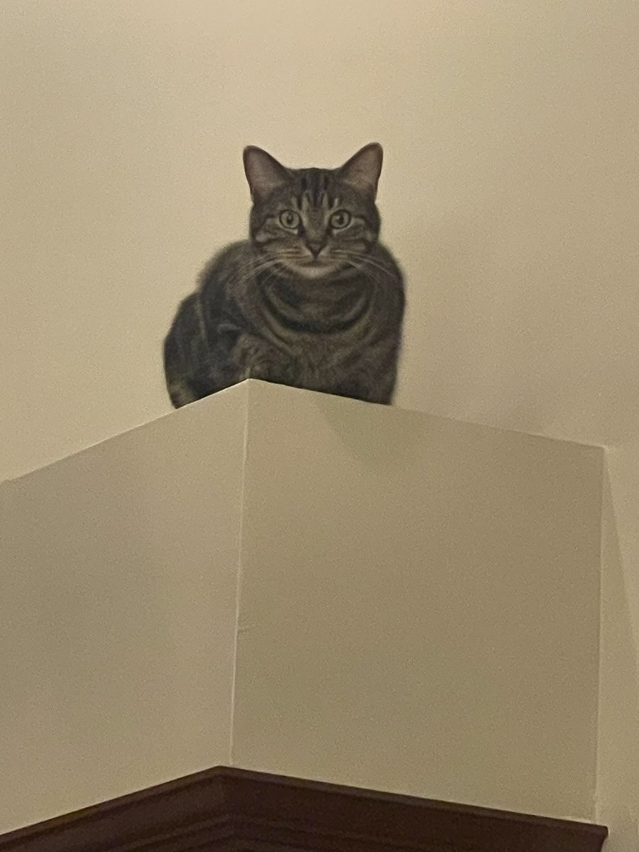 Somebody is staring at me. Glad these high ceiling/ledges come in handy😆