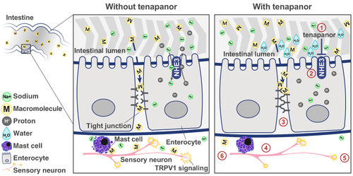 Tenapanor ⬆️ intestinal #motility and ⬇️ visceral hypersensitivity by normalizing TRPV1 activation and restoring intestinal barrier function. 

#MedTwitter #GITwitter #IBS 

tandfonline.com/doi/full/10.21…