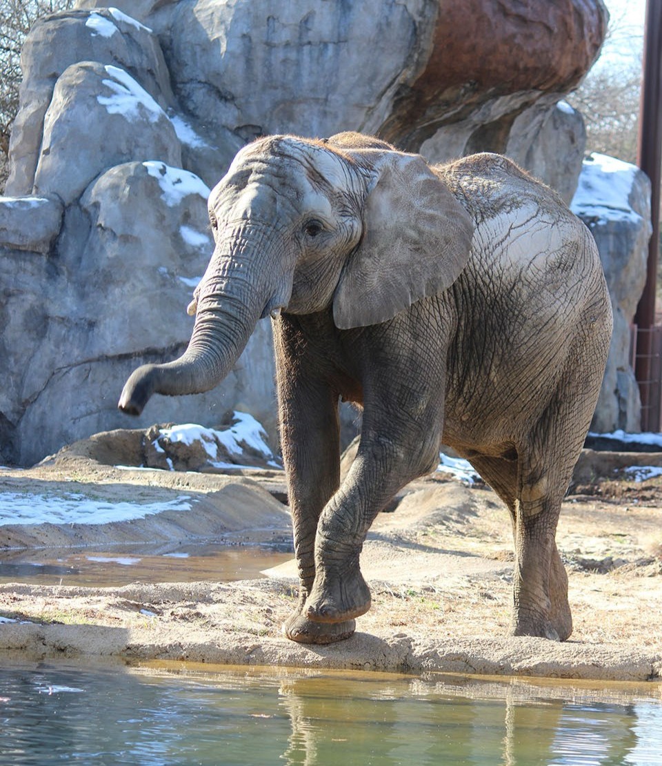 🐘 An 'elephant-tastic' update: Zuri, a 14-year-old African #Elephant at @KansasCityZoo is on the mend after becoming ill with a life-threatening strain of #EEHV. Read more about the virus and Zuri’s journey in Connect: bit.ly/4aCJRZr. #AnimalScience #Veterinary #Science