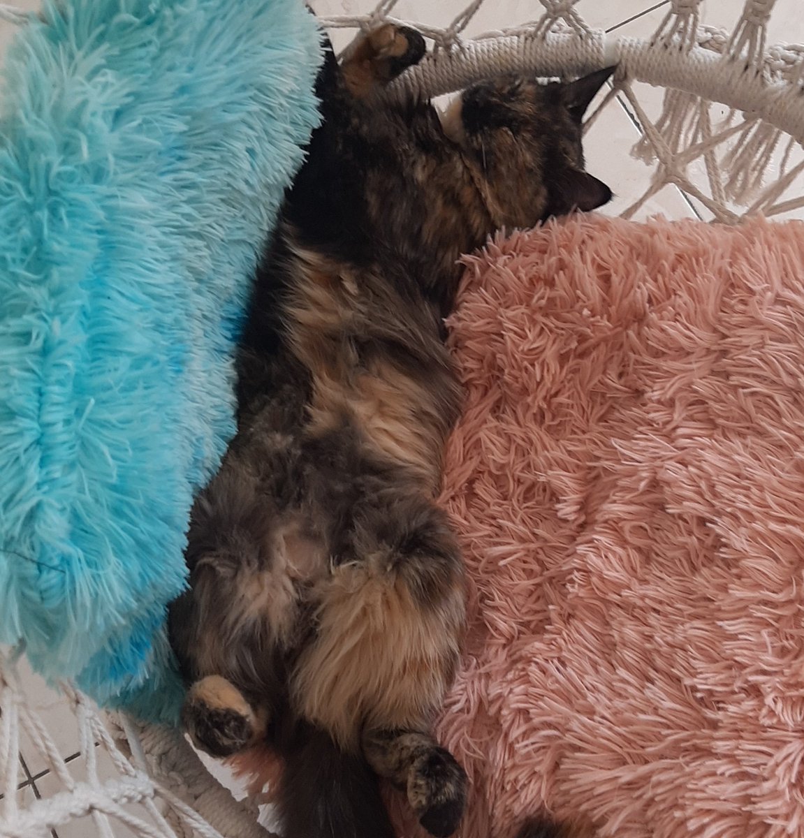 Isamar_sequera's tweet photo. @twaniimals 🤩 https://t.co/oUQ8SFZfgW