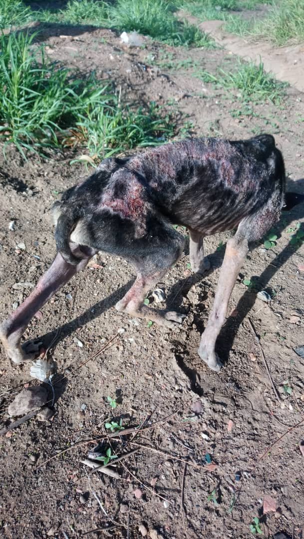 Esta perrita deambula por La Corotera en #Porlamar. Buscamos un hogar temporal para su recuperación. Ayúdanos a encontrar un lugar para resguardarla, llevarla al veterinario y recuperla y luego buscarle hogar #islademargarita