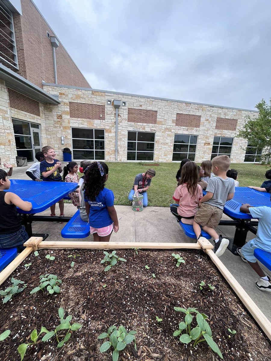 We released our butterflies yesterday! It was so amazing to watch them grow from tiny caterpillars to beautiful butterflies! 🐛 🦋 #bengalpride