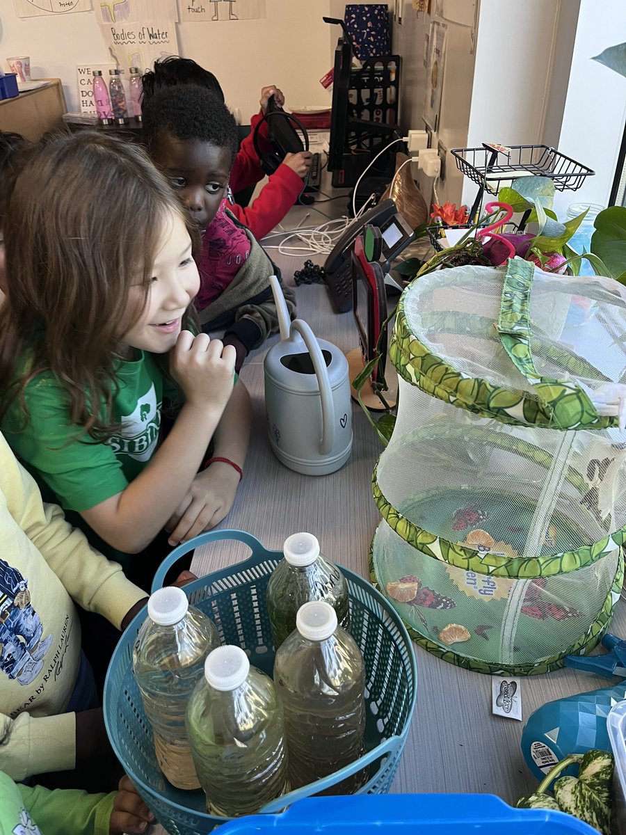 MrsKulowBES's tweet photo. We released our butterflies yesterday! It was so amazing to watch them grow from tiny caterpillars to beautiful butterflies! 🐛 🦋 #bengalpride https://t.co/BMzn5cQqRC