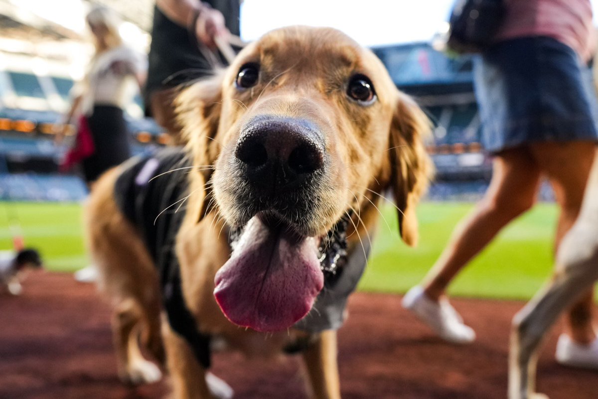 Dbacks's tweet photo. Best. Day. Ever. 🐶 https://t.co/aEiXW7lnso