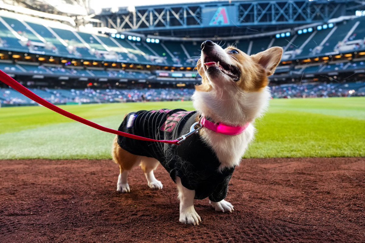 Dbacks's tweet photo. Best. Day. Ever. 🐶 https://t.co/aEiXW7lnso