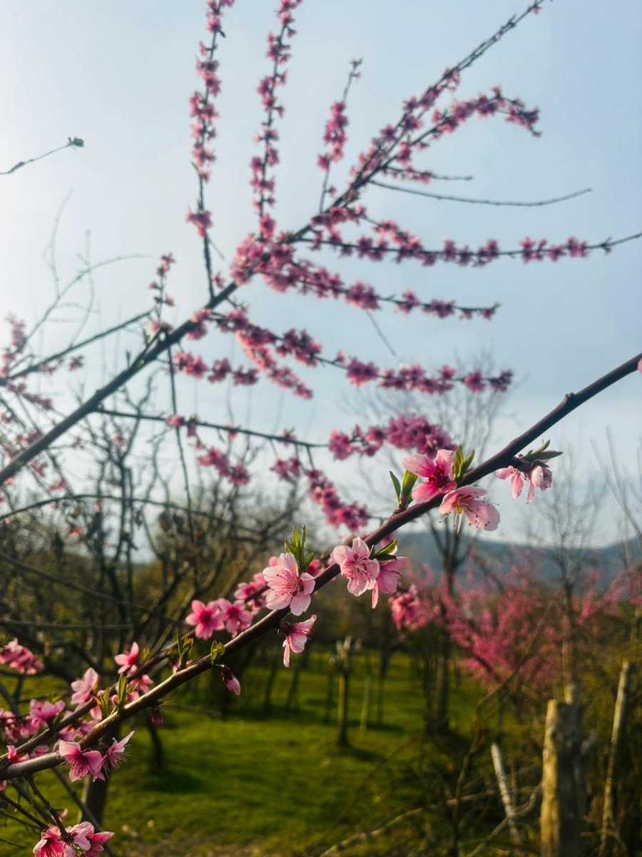 ~𝑭𝒍𝒐𝒓𝒂𝒍 𝒆𝒍𝒆𝒈𝒂𝒏𝒄𝒆 𝒈𝒓𝒂𝒄𝒆𝒔 𝑲𝒂𝒔𝒉𝒎𝒊𝒓'𝒔 𝒗𝒂𝒍𝒍𝒆𝒚𝒔~

#Kashmir #nature #Flowers #SpringVibes #Srinagar #Wednesdayvibe #Navratri #photooftheday #RamNavami #रामनवमी #برشلونه_باريس