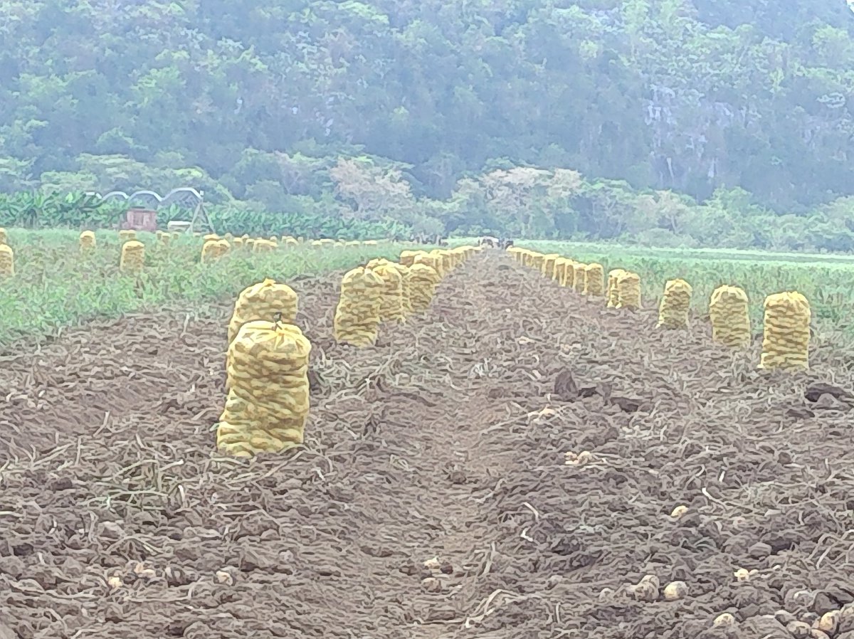 Recorrido a áreas productivas para impulsar la Soberanía Alimentaria en la #Isla De La Juventud#  por  el Viceministro Primero del MINAG  Rodolfo Rodriguez Exposito #SentirPinero #PorUn26EnEl24