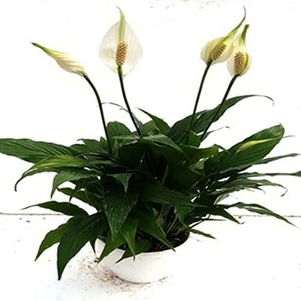 Limited-time deal: 
CAPPL Air Purifier Peace Lily Plant Spathiphyllum Air Purifying Live Indoor Plant with Flower Pot

MRP:₹1,299
DEAL PRICE : ₹349

Buynow: amzn.in/d/1deUFiO

#AmazonSaleOffersApril2024