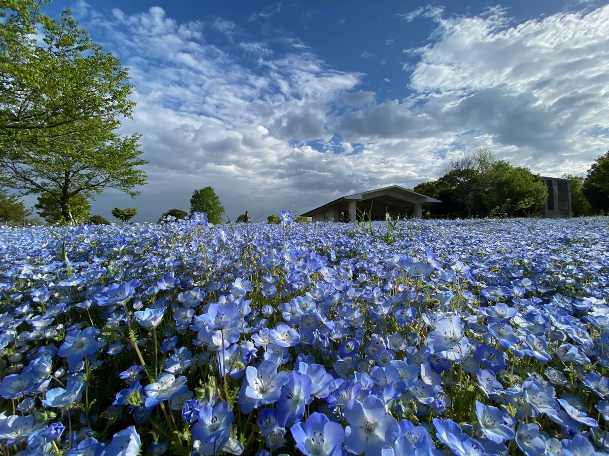 今朝のネモフィラ開花状況 (令和6年4月17日(水) 7時40分頃📸) 土曜日