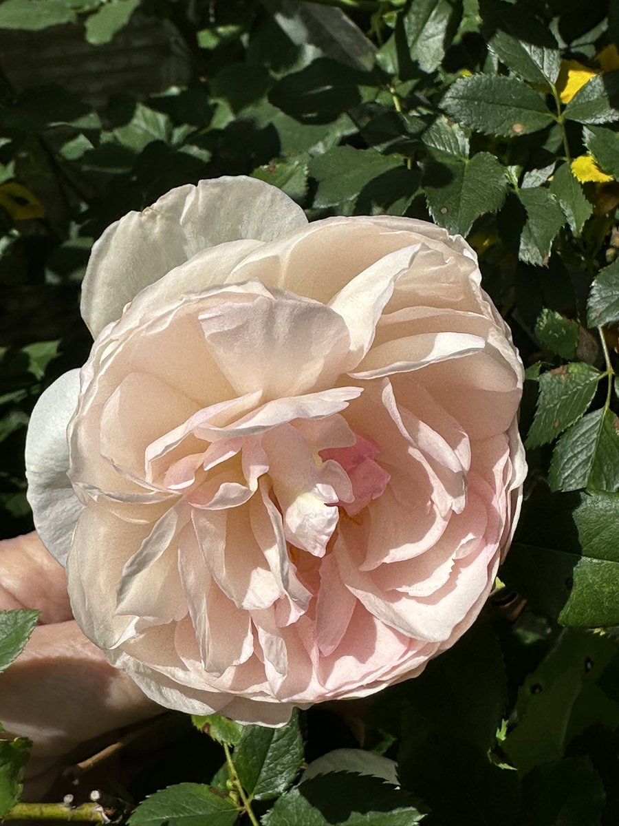Happy Rose Wednesday everyone.#RoseWednesday #GardeningX #WednesdayMotivation