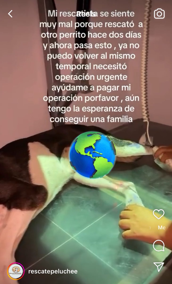 Su temporal lo abandonó otra vez y lo atropellaron.

Tom fue golpeado y hasta quem4d* con cigarros en la calle, demoró mucho en sanar de eso y ahora no puede mover las patas.

Se necesitan 800 soles para su cirugía 

Yape 976135080