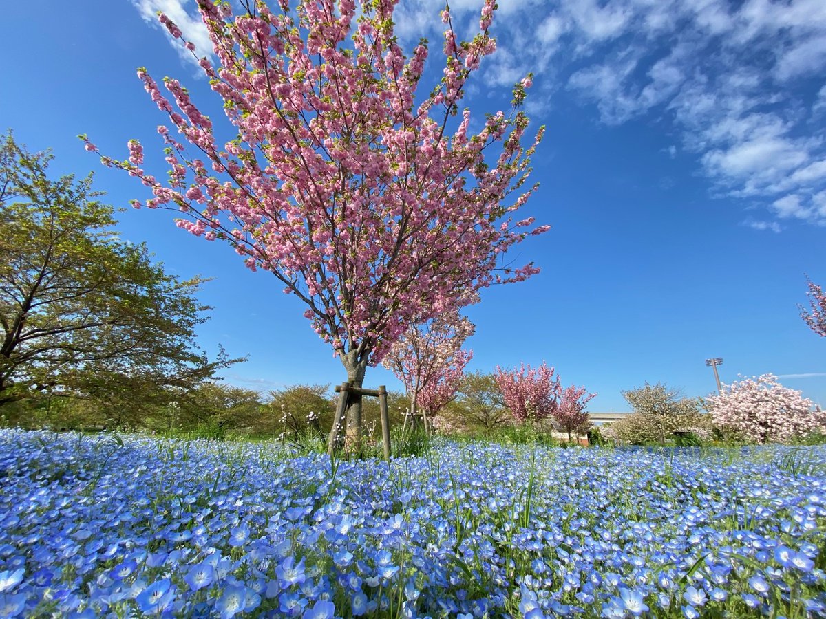 今朝のネモフィラ開花状況 (令和6年4月17日(水) 7時40分頃📸) 土曜日