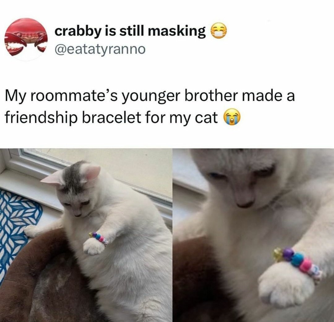 cats with powerful impression 🐾 tweet media