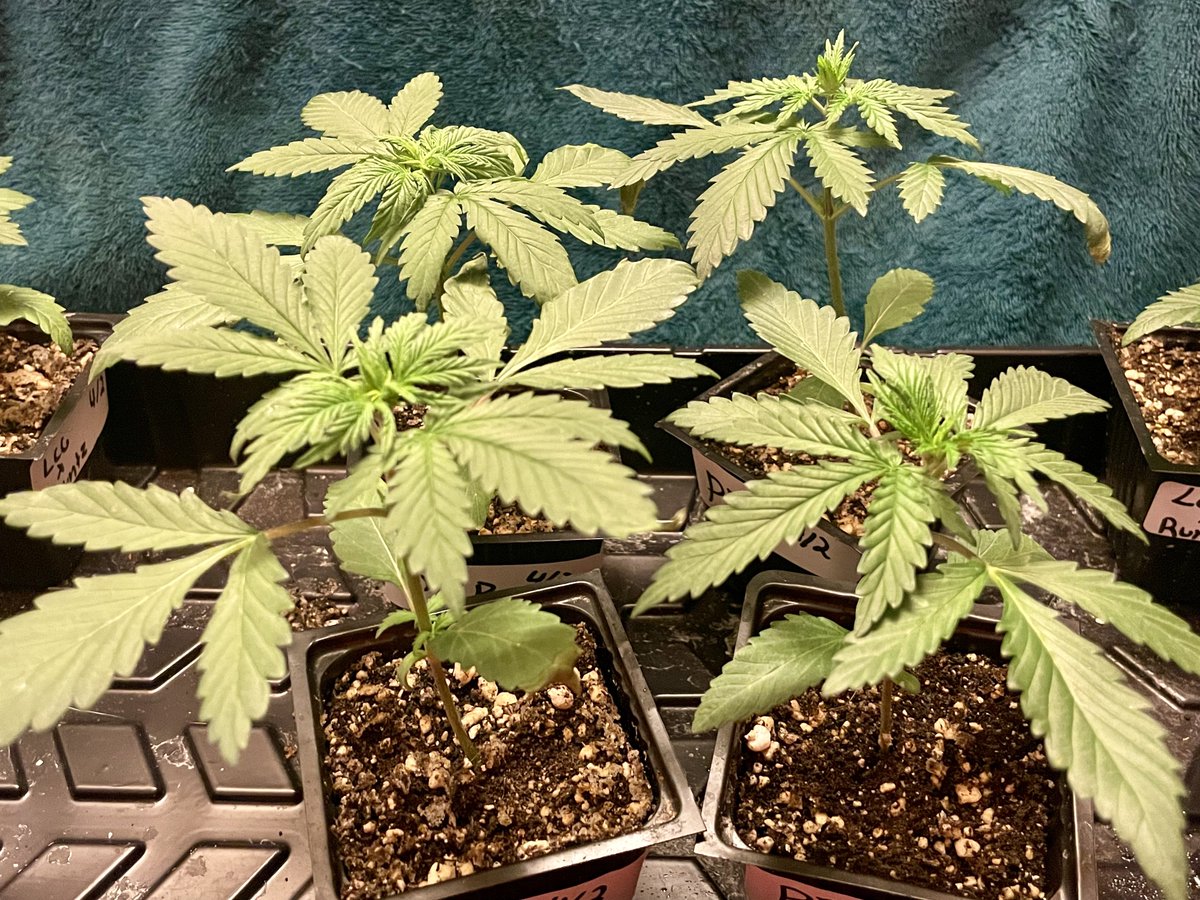 Hit that 2 week mark on my new grow. Repotting soon!!! Looks like I am having some heat stress, working to correct it over the next couple days, for now I cut the light back some. Learning more everyday!!!! Left is LCG x Runtz from @veghand Right is PBB from @sugarcoatedank