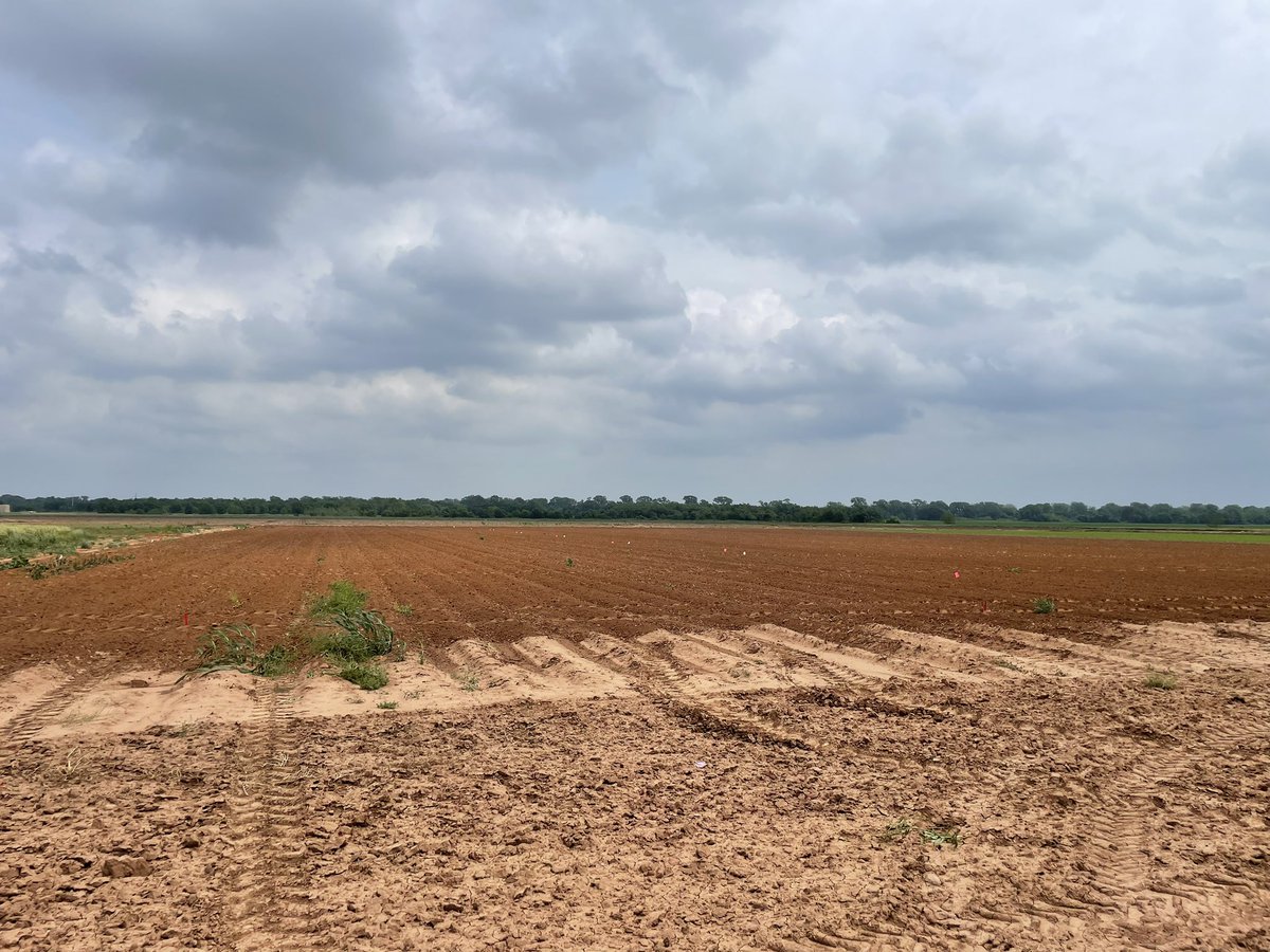 First cotton planting of the year (for me that is)! This time it’s a seed treatment nematicide trial close to campus in Burleson County.