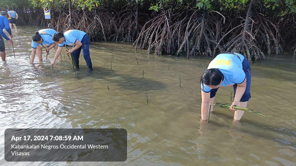 KabankalanPCR's tweet photo. Kabankalan CCPS personnel under the supervision PLTCOL ROBERTO V INDIAPE JR, OIC together with JCI CHICKS United, 604th Company, RMFB6 &amp; Bantay Dagat K atunggan members (KALIGKASAN) conducted Mangrove Planting held at Sitio Bagacay, Barangay Daan Banua, Kabankalan City. https://t.co/2oD0uuRuF2